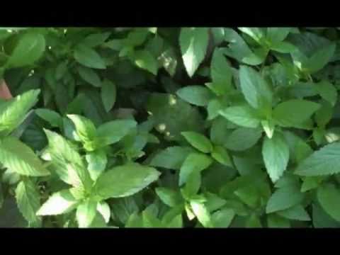 how to harvest mint