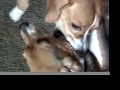 Fatal Dog...