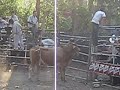 guarnecia fiestas 2010 JARIPEO parte 5