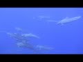 Kona diving - Part 2