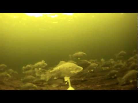 Подводная охота, Душман-дуплет.