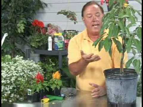 how to take care of an avocado plant