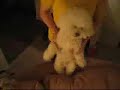 踊る犬動画