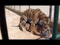 Tigres Apareandose.
