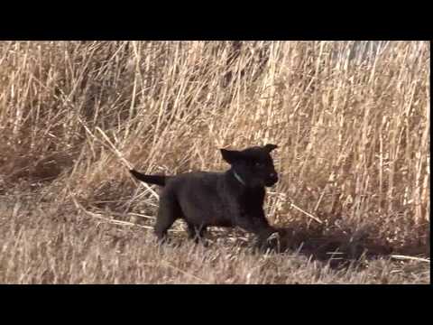 Black Labrador Retriever