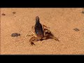 Discovery Channel Animals - scorpion vs Scorpion (BBC).mpg