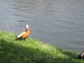Click here to watch this video Огари с утятами / Ruddy Shelducks with Ducklings