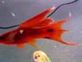 red eye red swordtail