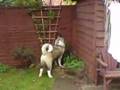 Akita v Magpie