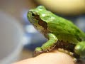 ???????? Japanese Tree Frog - Jump!
