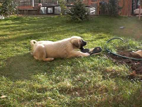 kangal