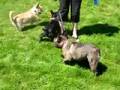 videos de Crazy Dogs