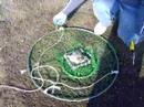 Crabbing at Crissy Fields