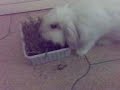 Tinky and the grass