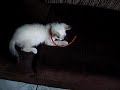 O gato na coleira.AVI