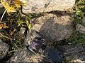 Axil AX10 RTR at happy hollow park