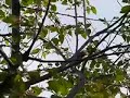 Streak-backed Oriole at nest Icterus