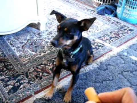 Dogbook Movie: sit,down,and roll