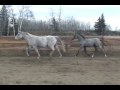 Malinda W 98 & Aramis W 08
