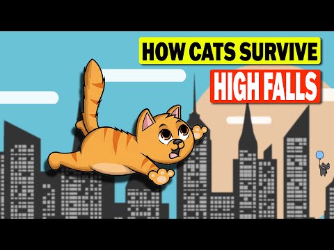 How do Cats Survive High Falls?