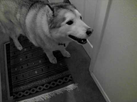Dogbook Movie: Me singing "I love you"
