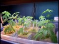 JOAMM - Rubbermaid CFL Growbox