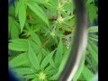 JOAMM - Rubbermaid CFL Growbox