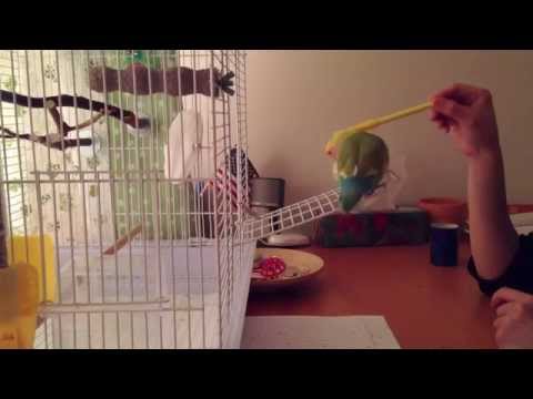 how to train lovebirds