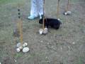 Rabbit Hopping, Magic, Weave Poles!!