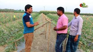 ১ লক্ষ টাকা কৃষি বিনিয়োগে বছর শেষে ৫ লক্ষ টাকা আয়ঃ শস্য বিন্যাস(বেবি তরমুজ-২ঃ লাউঃআলু)