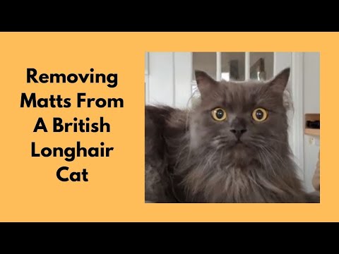Removing Matts From A British Longhair Cat