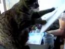 Cat again
