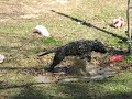Phoebe attacking mudhole Phoebe attacking mudhole
