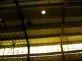 Heather Flying Trapeze