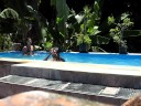 BALEIA MACACA BALEIA MACACA
