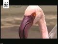 Pink Flamingos Kenya
