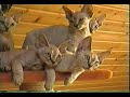 Devon Rex B- Wurf vom Gaborland.MPG