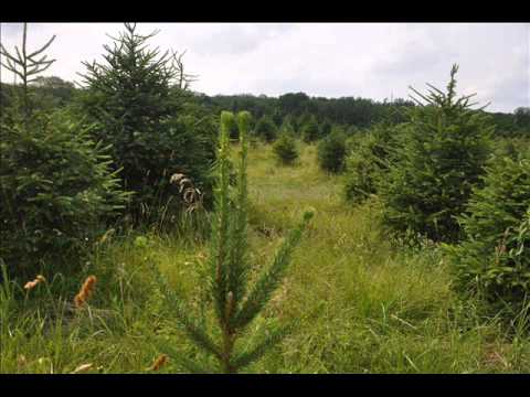 how to transplant a weeping norway spruce