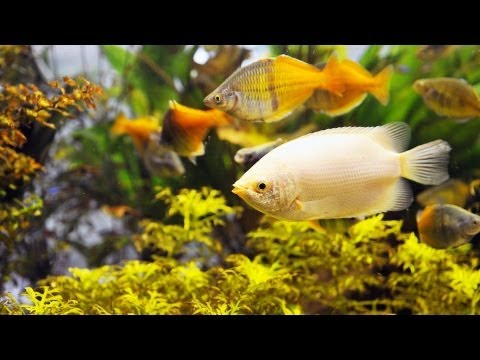 how to care fish in aquarium