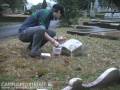 videos de Quintessential (GA State 2006)