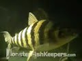 15,000 Gallon Tank Video Series #2 - 1/5 Monsterfishkeepers 15,000 Gallon Tank Video Series #2 - 1/5 Monsterfishkeepers