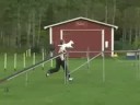 Iriz t�vlar i Falk�ping ag 3