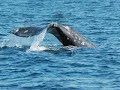 DGW Darius Goes Westward for Whalewatching DGW Darius Goes Westward for Whalewatching