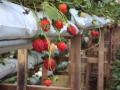 Trip To Strawberry farm