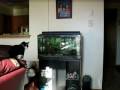 Cat vs fish tank
