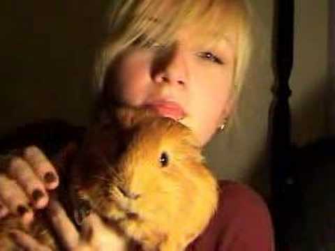 most laid-back guinea pig ever