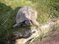 Turtle vs. Parrot Turtle vs. Parrot