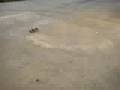 hpi dirt burnout donuts