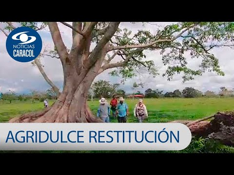 El sabor agridulce de la restitución de tierras: 10 años de vacíos y obstáculos | Noticias Caracol