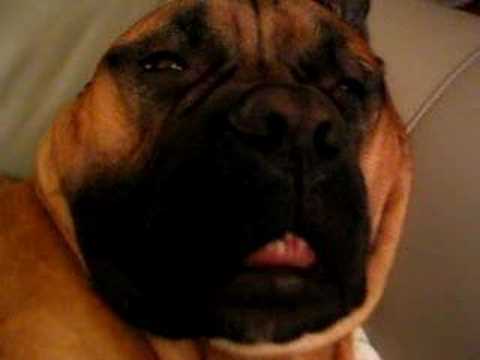 bullmastiff
